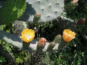 Agriturismo Il Melograno img98