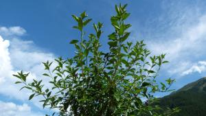 Ferienwohnung Brandegg