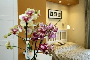 Orchidea Apartman Eger - 代姆延