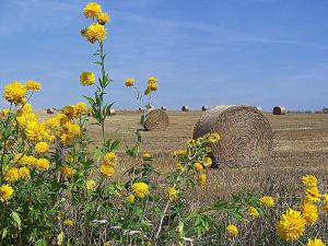 Agroturystyka u Krakusa