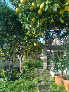 Angelinas House Skopelos Greece