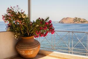 Little Bird Lesvos