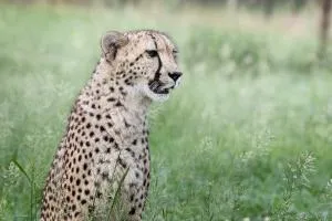 Emdoneni Lodge with Zululand Cat Conservation Project - 赫卢赫卢韦 Emdoneni Lodge with Zululand Cat Conservation Project - 赫卢赫卢韦