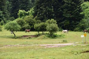 Olvios Hotel Korinthia Greece