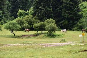 Olvios Hotel Orini-Korinthia Greece