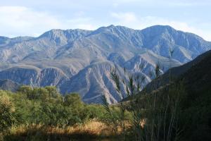 Matjiesvlei Retreat SwartskaapBlacksheep