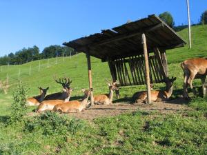 Ferienwohnung Ausblick Zillertal