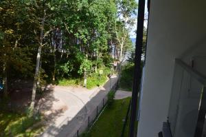 Dwie sosny i świerk