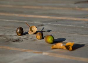 Apartmaji Rajska Ptica