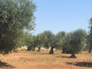 Casette nel Borgo