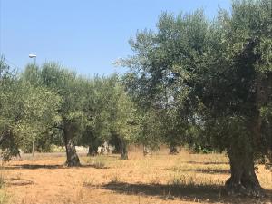 Casette nel Borgo
