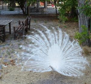 Galazio Asteri I Lesvos Greece