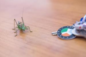 Hausboaty Ypsilon Golf Liberec