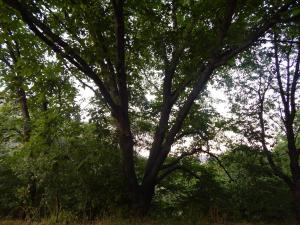 Nato Gesthouse in Uraveli
