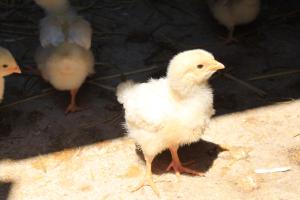 Agriturismo Masseria Casa Busciana