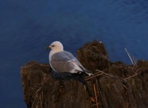 Ferienhäuser Zum Höft 44