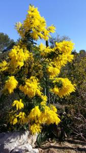 B&B / Chambres d'hotes Villa Chrisama FLAYOSC : photos des chambres