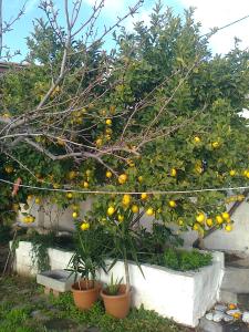 Angelinas House Skopelos Greece