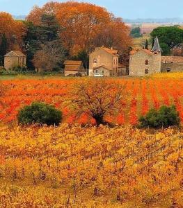 Maisons d'hotes A l'ombre du Ventoux : photos des chambres