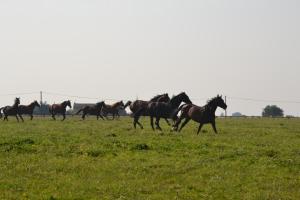 Maisons de vacances Gite au Haras : photos des chambres