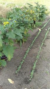 Auberge du Vieux Moulin