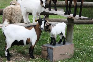 Camping Paradis Le Royon