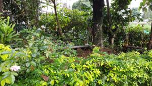 Wayanad Homestay