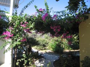 Surfing Beach Village Paros Paros Greece