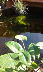 Centurion Guest House and Lodge