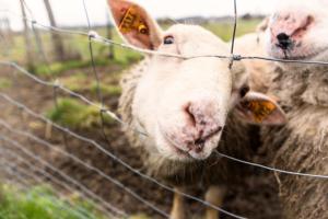 B&B Hoeve de Schapenkop