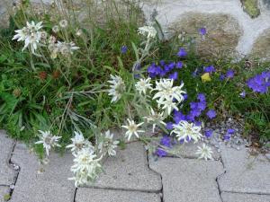 Ferienwohnung Traudl Singer