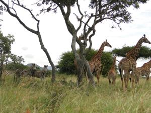 Moholoholo Forest Camp