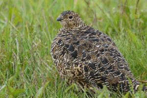 Cozy Cottage Near Geysir