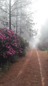 Sanfern Downs Cottage