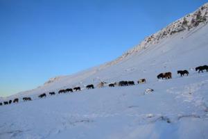 Guesthouse Hof in Vatnsdalur