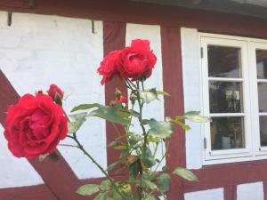 Rosenlund Bed & Breakfast