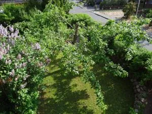 Uferschwalbe - Kopperby