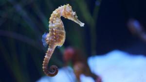 Appartements L'HIPPOCAMPE : photos des chambres