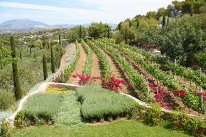 Vineyard Estate Argolida Greece