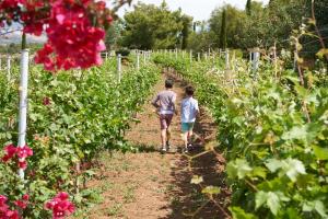 Vineyard Estate Argolida Greece