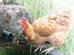 Apartamentos Rurales Ecopangea