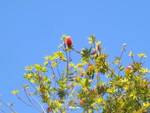 Ecosvilla Apartments Pelion Greece