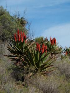 Matjiesvlei Retreat 1945