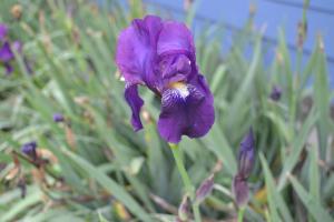 Casitas La Invernada