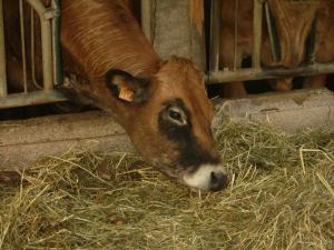 Lodges Studio nature a la ferme : photos des chambres