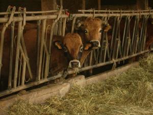 Lodges Studio nature a la ferme : photos des chambres