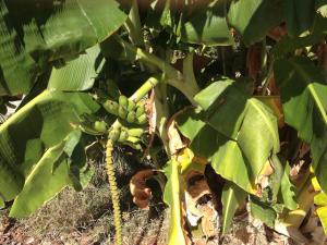 Τhe banana tree beach house
