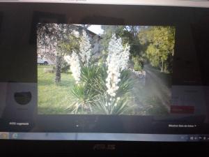 Allotjatments Can Servosa