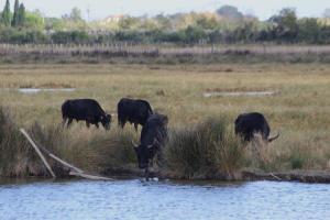 Appartements Studio Grau du Roi avec jardin : photos des chambres
