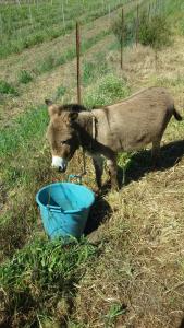 Agriturismo Su Solianu img33